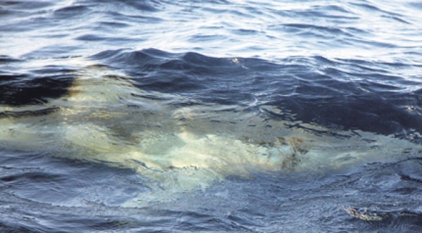 Kehren die Weißen Haie nach Mallorca zurück?