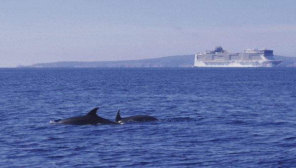 Die Delfine  kehren zurück