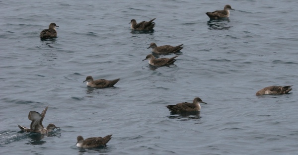 La pardela balear va camino de la extinción