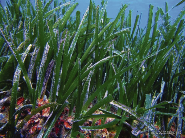 Pintan bastos para  los que navegamos