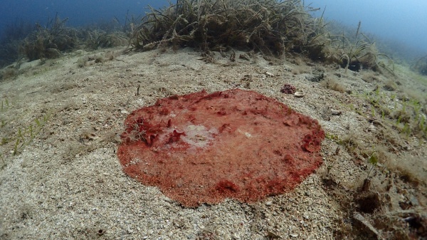 Descubierta una colonia de cianobacterias junto a la tubería de aguas sucias de Palma
