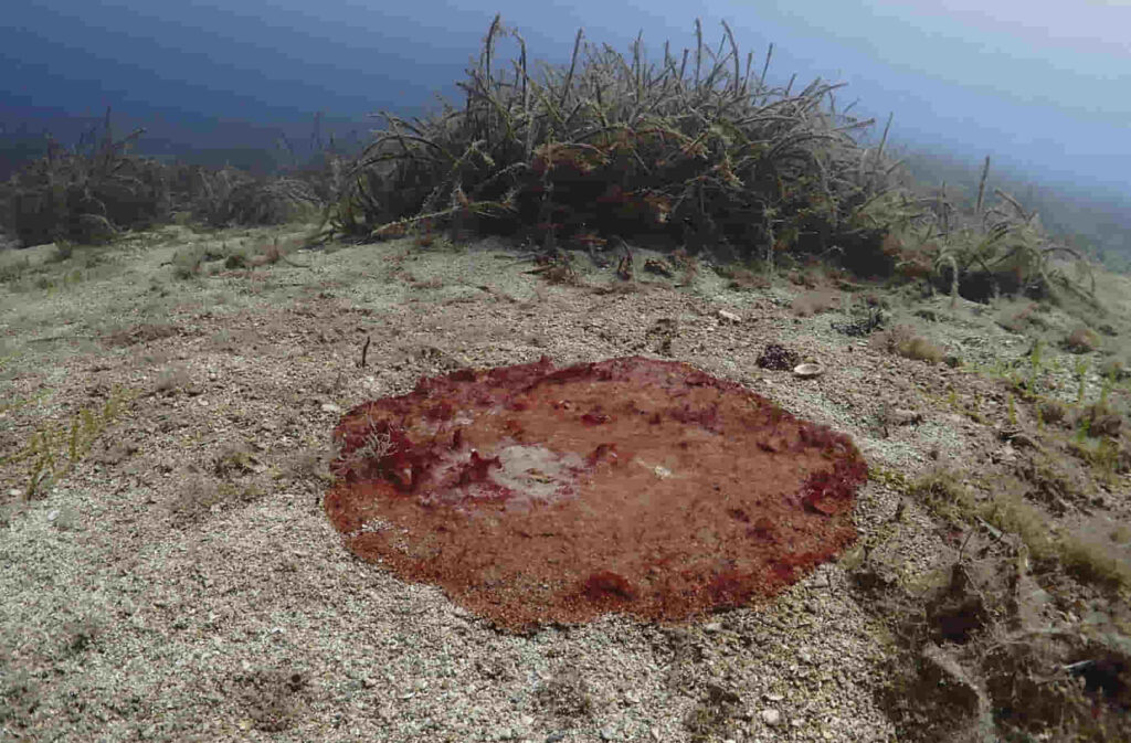 Gemeinsam gegen die Verschmutzung des Meeres