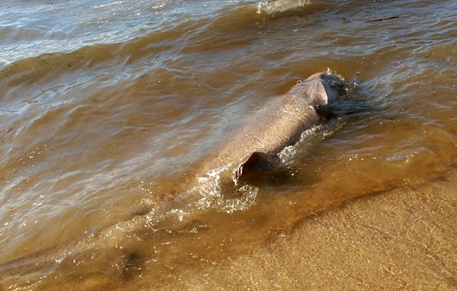 Cañabota, el último gran tiburón
