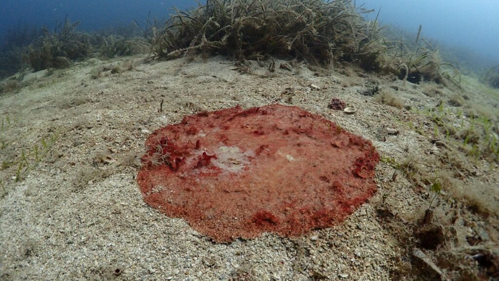 La UE advierte del peligro del vertido de aguas residuales al mar