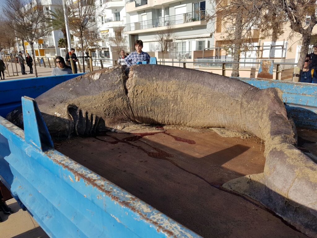 Hallan un tiburón de cuatro metros varado en el barrio de El Molinar