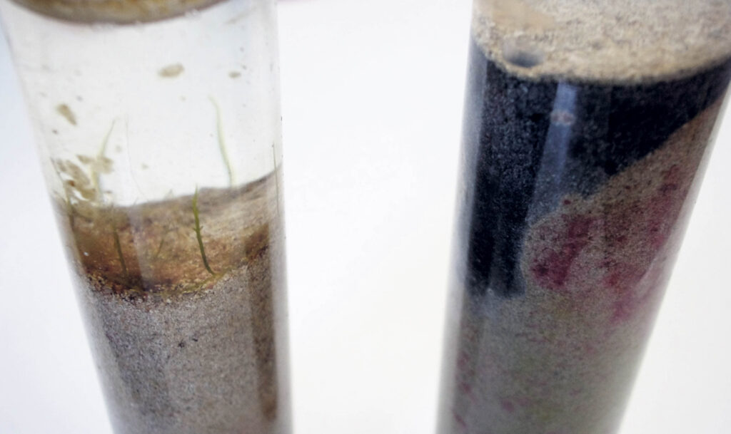 Tenemos la prueba: las aguas fecales matan los fondos marinos