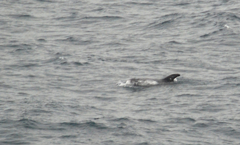 La población de cetáceos en el mar balear se recupera