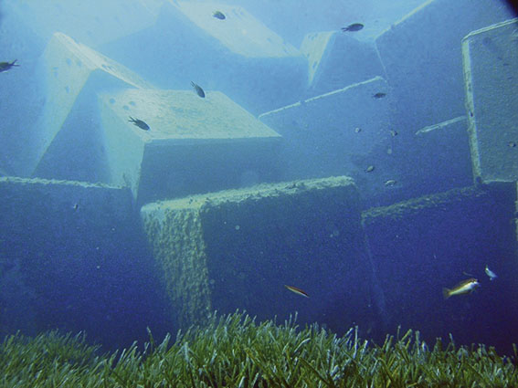 El decreto regulador de la posidonia y los fondeos