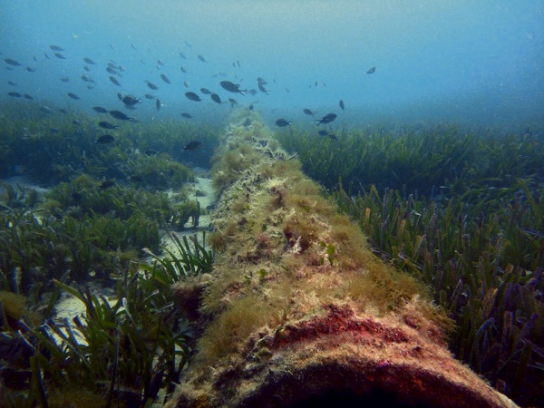Baleares prohíbirá el fondeo sobre posidonia por decreto