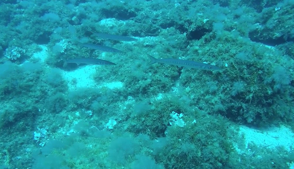 Las poblaciones de peces empiezan a recuperarse en Sa Dragonera