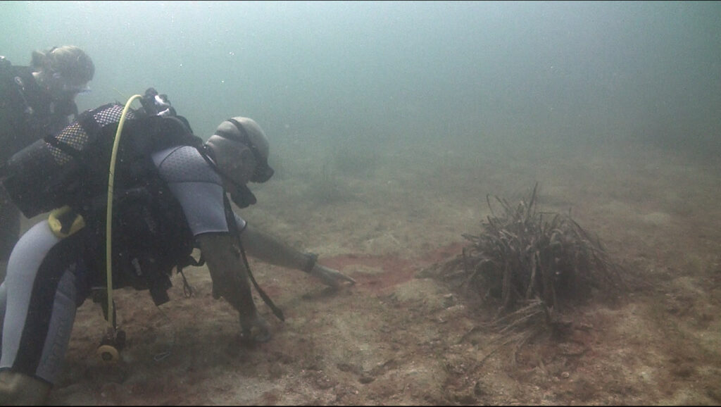 Los vertidos legales siguen provocando la aparición de bacterias en aguas de Mallorca