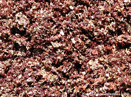 La pesca de arrastre modifica fauna y flora de los fondos de algas rojas