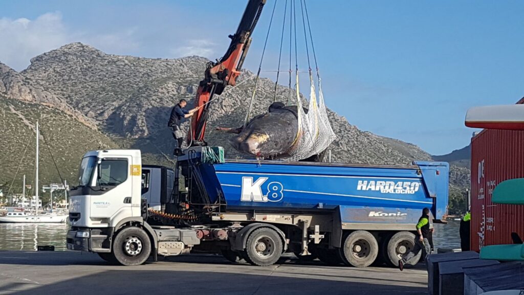 Retiran con una grúa el cachalote muerto del Port de Pollença