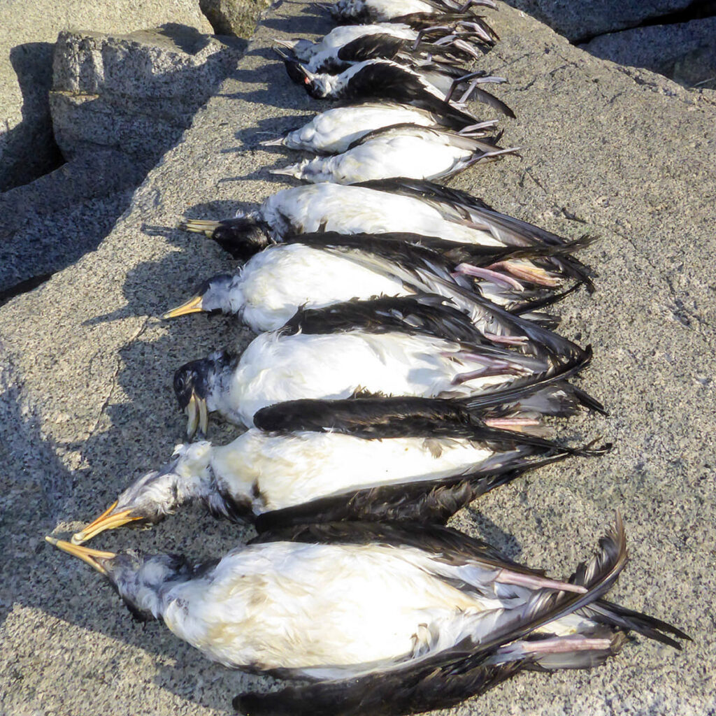 Los palangres amenazan las poblaciones de aves marinas