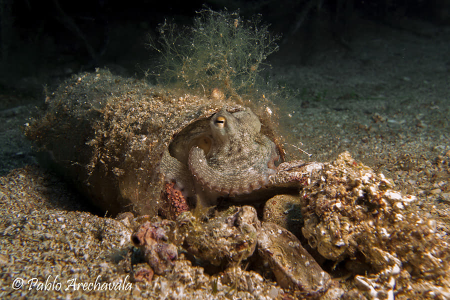 Los pulpos de costa se adaptan al impacto humano