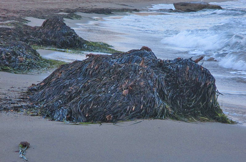 Posidonia: el ejemplo de Manacor