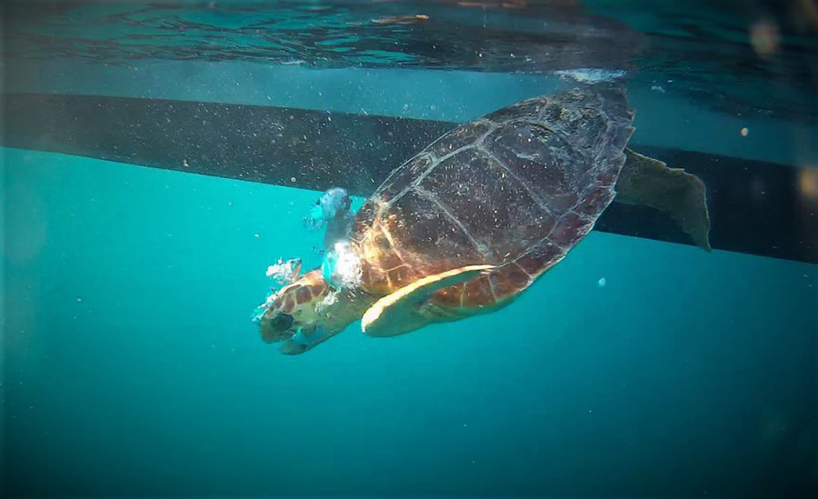 Dos tortugas vuelven al mar tras rehabilitarse en Palma Aquarium