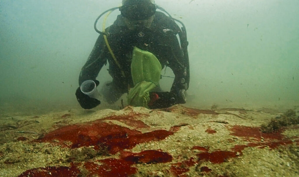 La depuradora de Palma arrasa 500 hectáreas de posidonia en la bahía