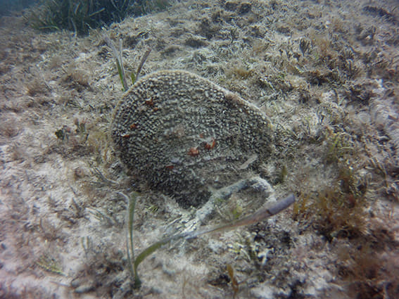 Las nacras del Delta del Ebro podrían ayudar a repoblar el Mediterráneo
