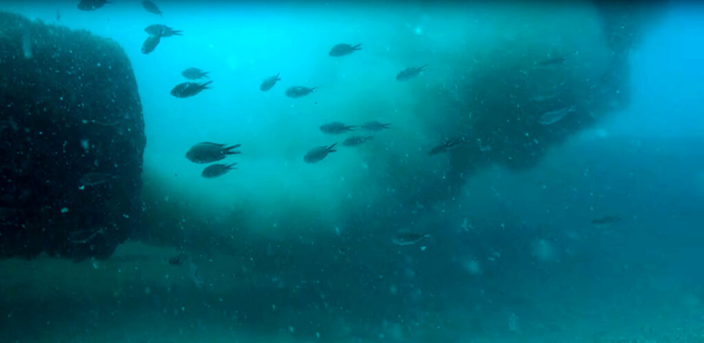 Ecolojetismo y posidonia