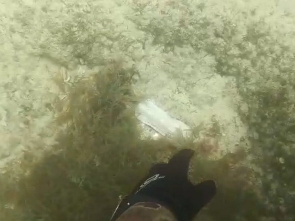 Pescadores de compresas en la Bahía de Palma