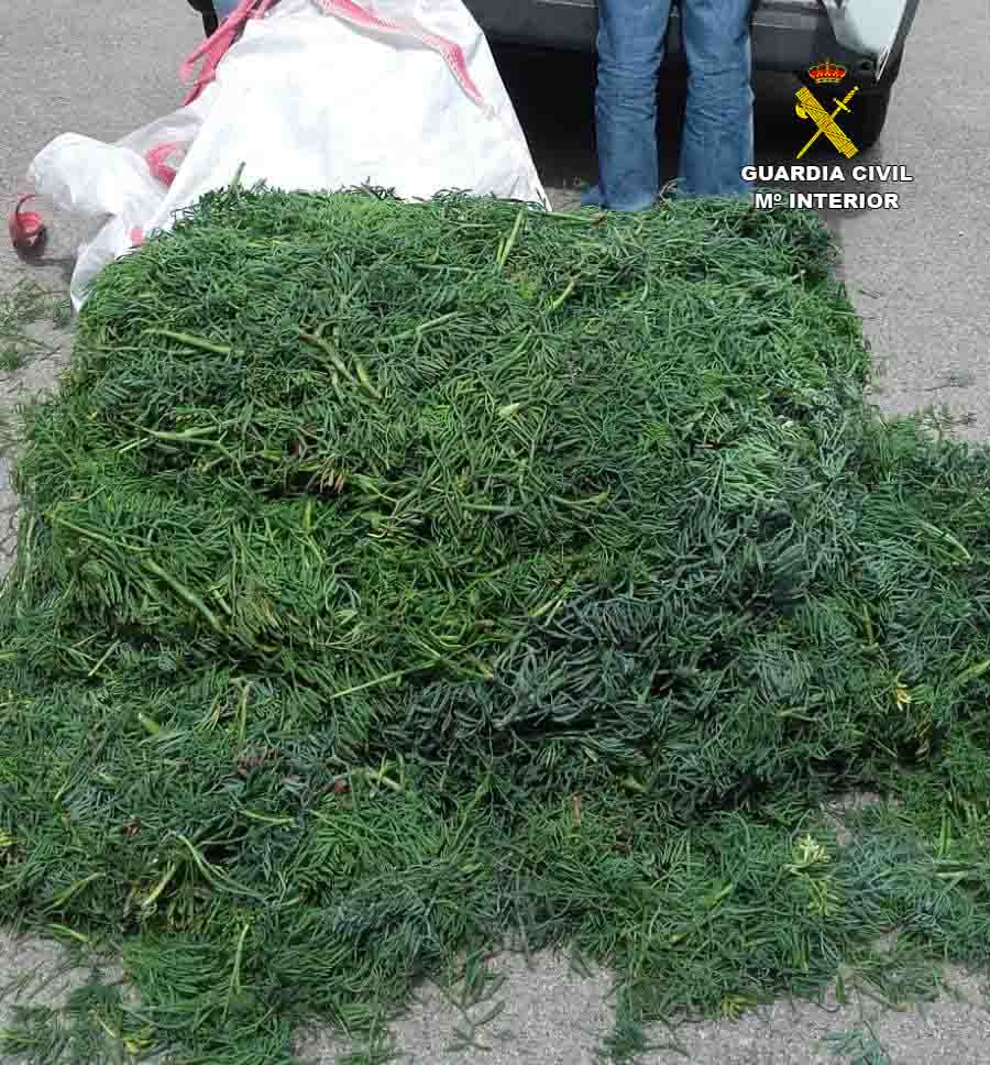 Sorprendidos con 200 kilos de la especie protegida fonoll marí