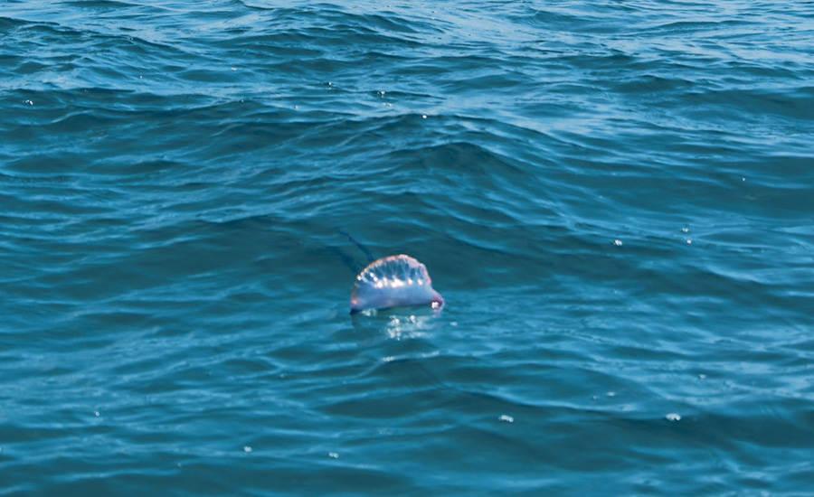 Portugiesische Galeere erreicht Mallorca