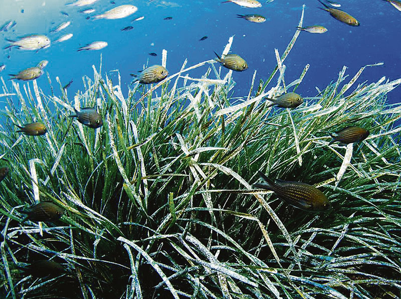 No habrá decreto de posidonia hasta que se apruebe la  cartografía