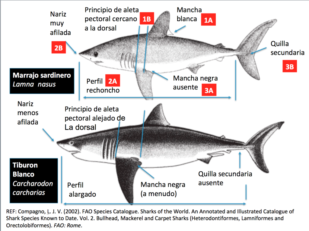 Por qué el tiburón de Cabrera es un cailón y no un gran blanco