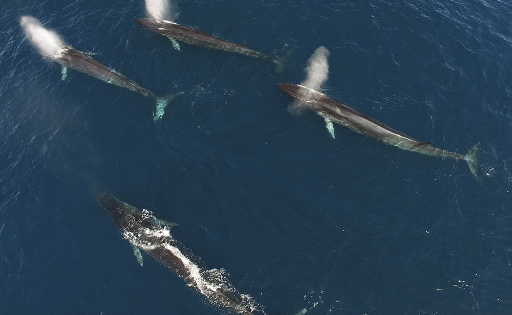 5.000 Finnwale leben nördlich der Balearen