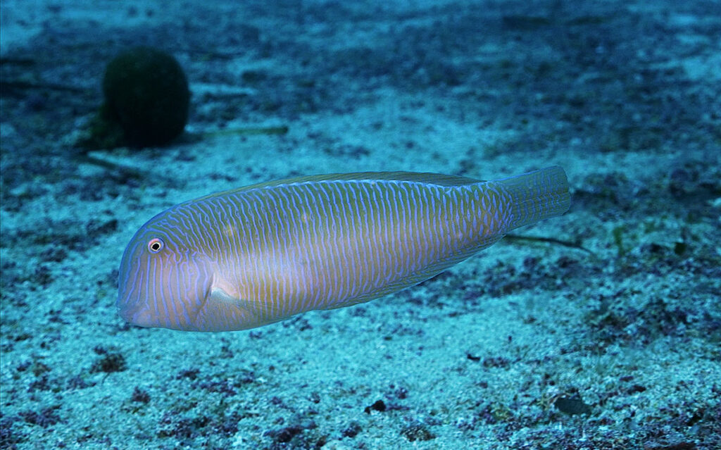 Un Gran Hermano para descubrir la personalidad de los raores