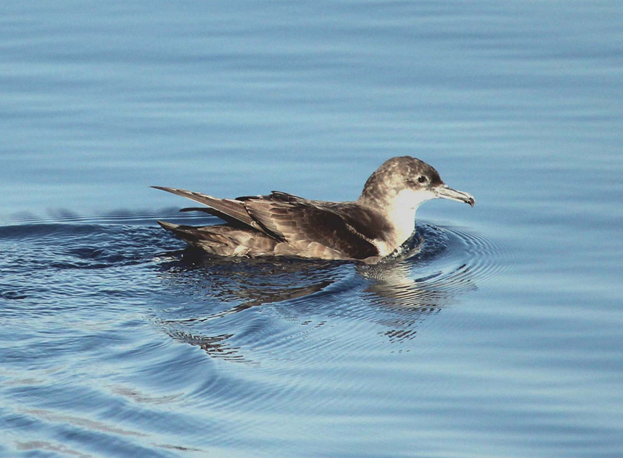 Las aves, nuevas detectoras de la velocidad de las corrientes marinas
