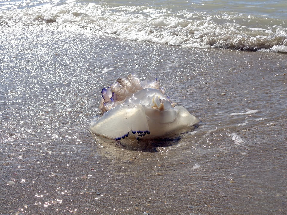 Sobrepesca, contaminación y cambio climático disparan las poblaciones de medusas en Baleares