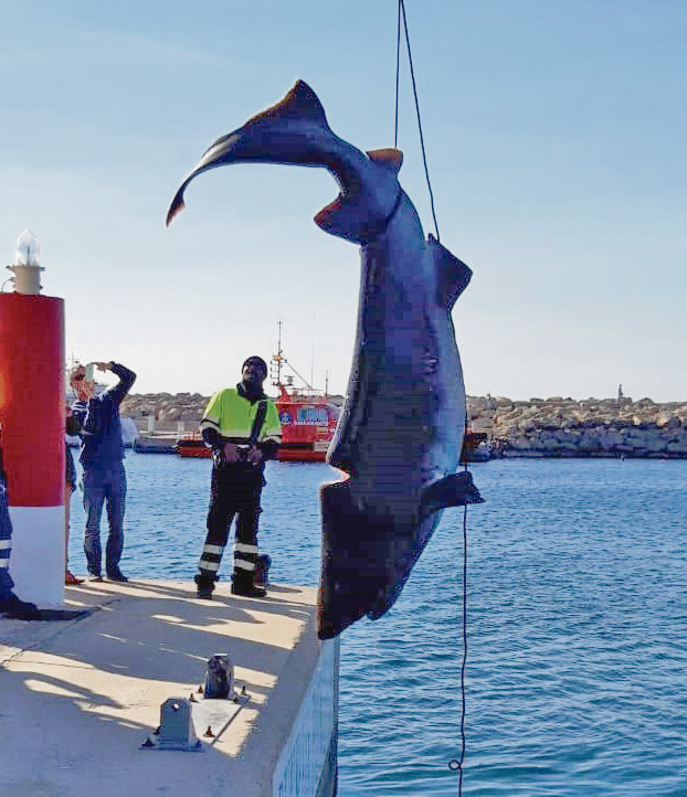 Was wir über den Hai von Portals wissen