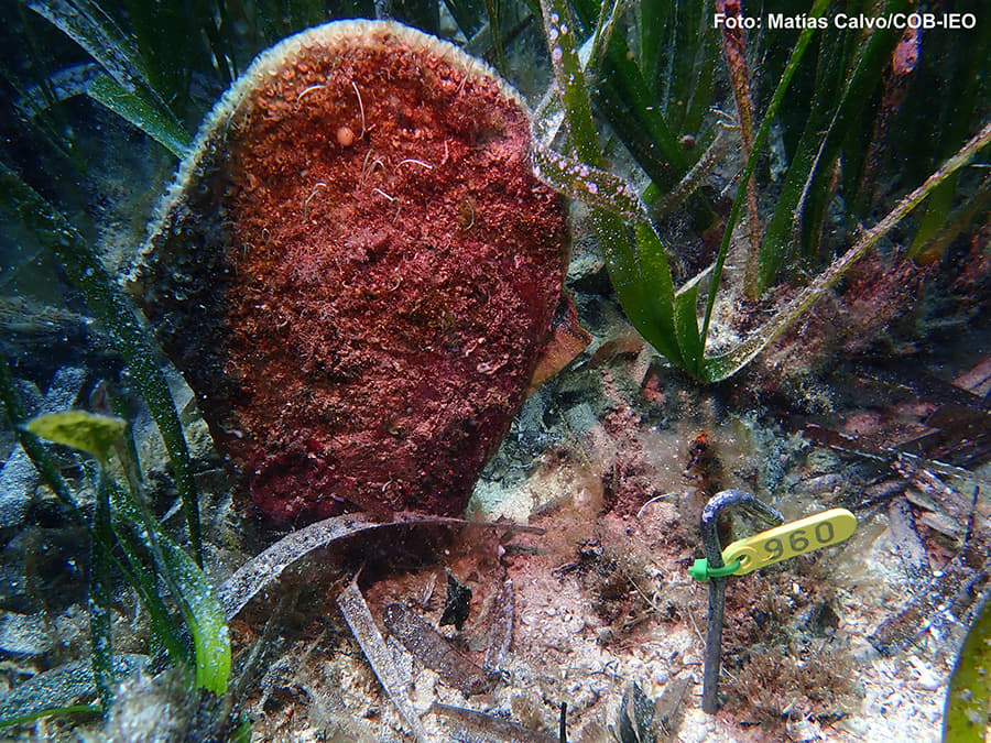 Hallan dos ejemplares vivos de nacra en aguas de Cabrera