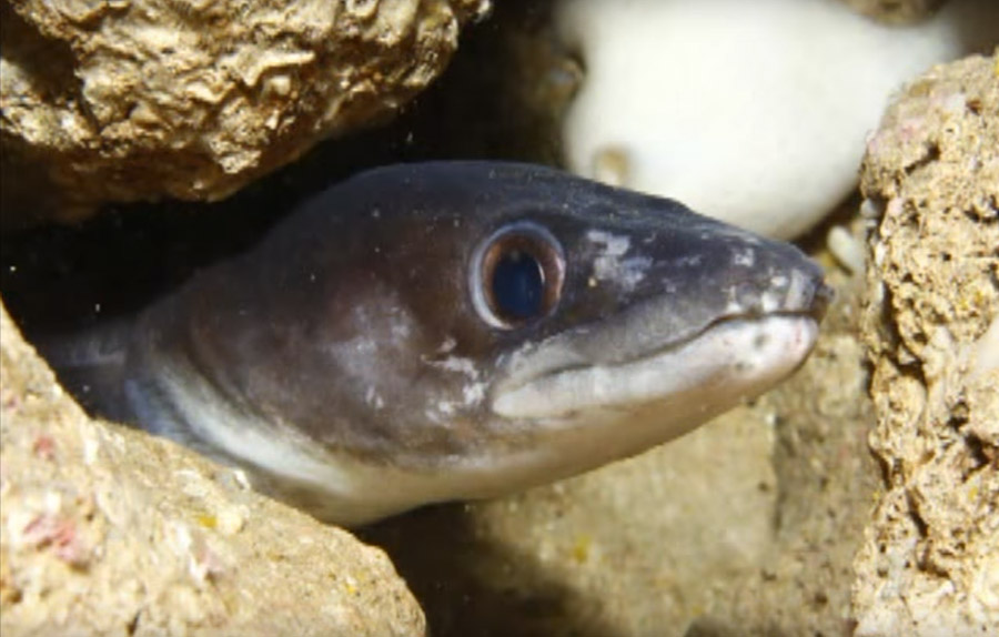 El Club Náutico de Sóller convoca su concurso de fotografía submarina