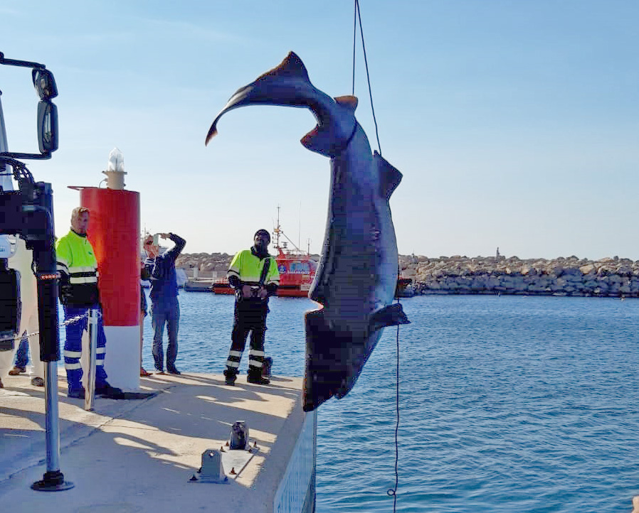 El 53% de los tiburones del Mediterráneo está en riesgo de extinción