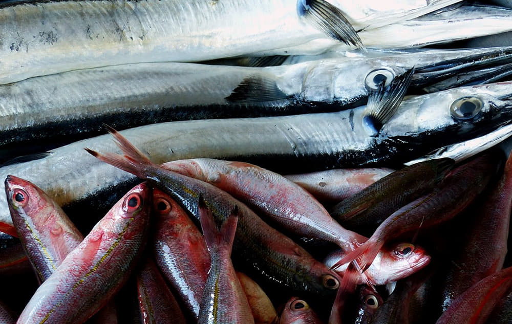 Los países mediterráneos se comprometen a combatir la pesca ilegal