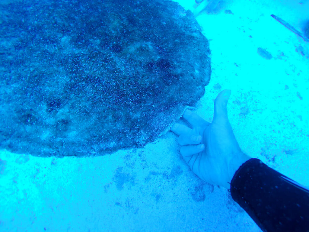 Las cianobacterias se extienden al parque natural de Sa Dragonera