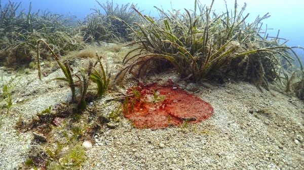 Neus Truyol declarará mañana por los vertidos en la Bahía de Palma