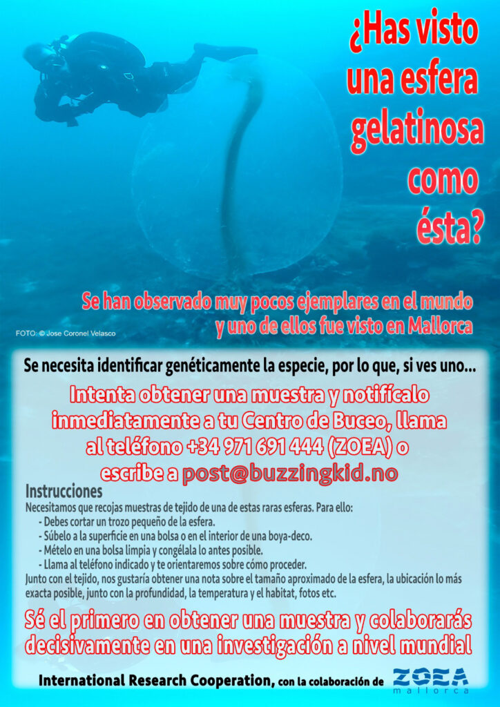 La Fundación Marilles proyecta esta tarde el documental Big Blue