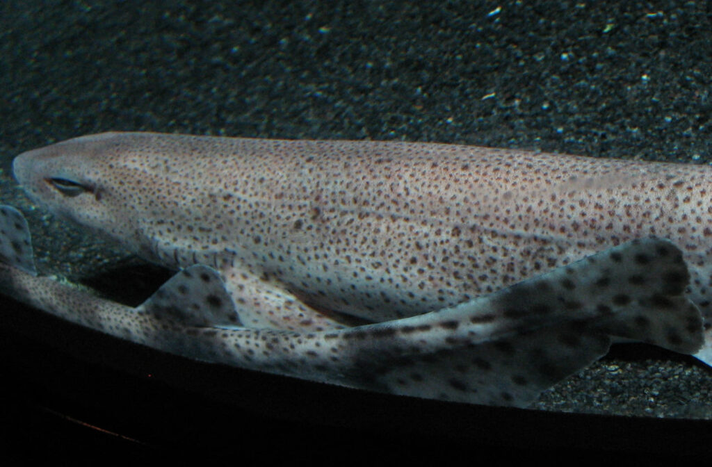 Mallorca inicia un proyecto de recuperación de tiburones y rayas