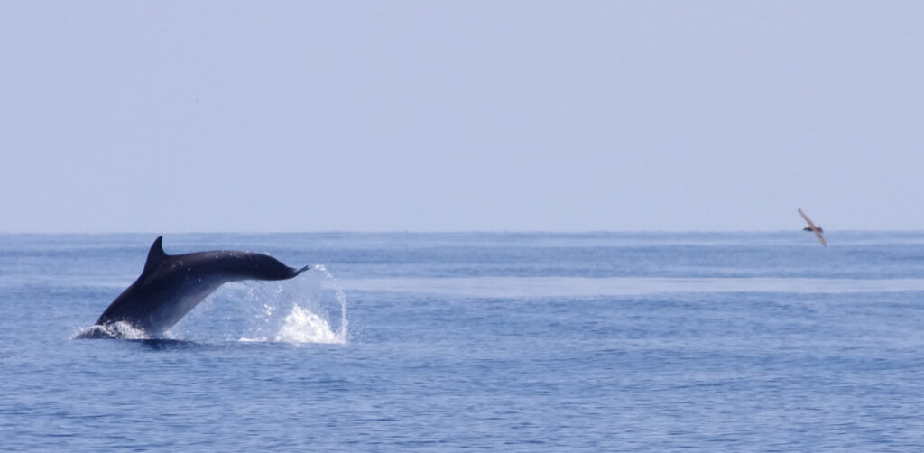 Los delfines se muestran cuando quieren