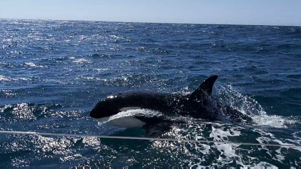 Una orca le arranca la pala del timón a un velero de la Armada en Galicia