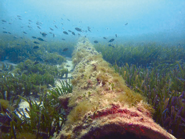 El Govern suma otro año sin tener lista la cartografía de la posidonia