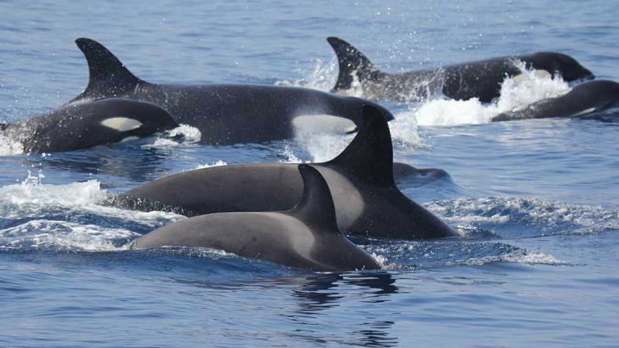 Se restringe la navegación a vela en Galicia para proteger a las orcas