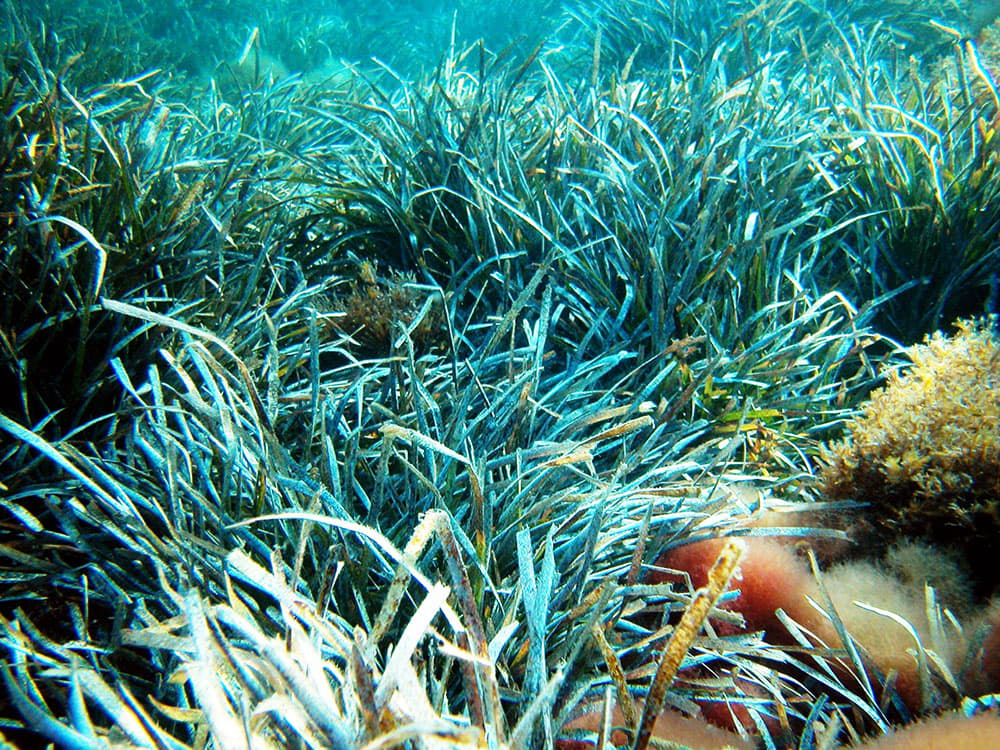 Se confirma la viabilidad de reforestar el mar con posidonia