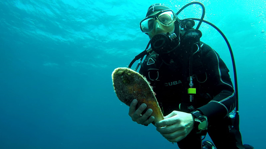 Localizan ocho ejemplares vivos de nacra en Mallorca y Menorca
