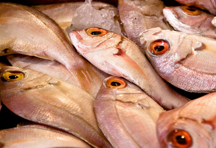 La ingesta de microplásticos produce efectos tóxicos en la dorada