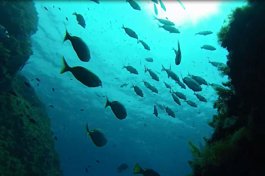 Paraíso del buceo: la isla del Toro es la Reserva Marina con más biomasa de Baleares